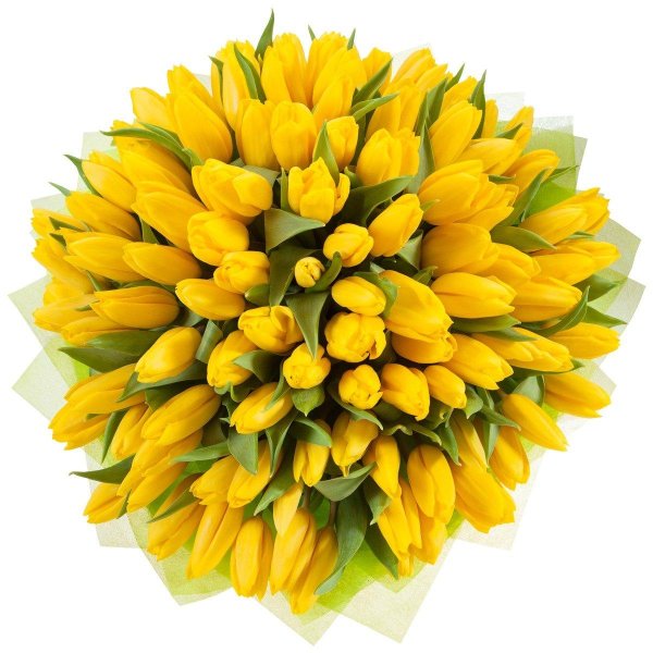 41 желтый тюльпан