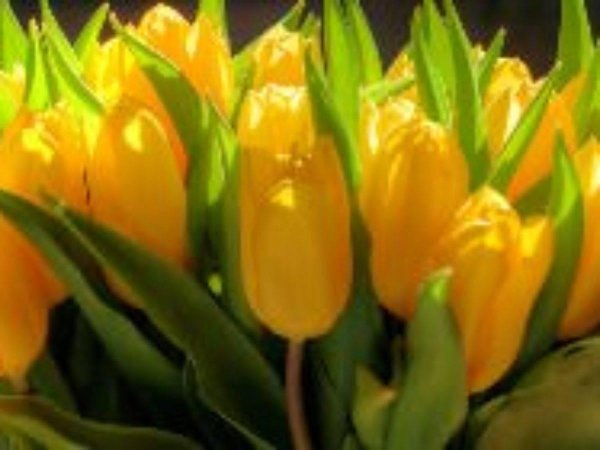 тюльпан yellow master