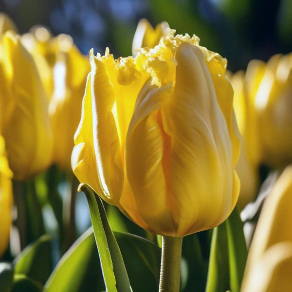 yellow tulip