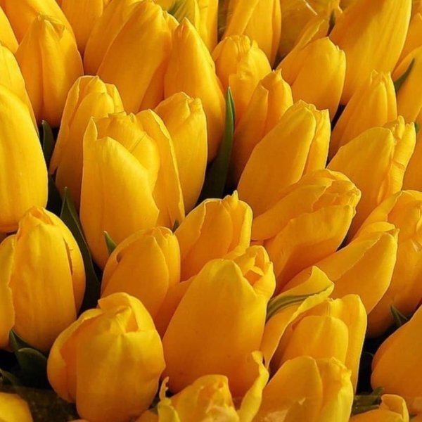 сорта тюльпанов