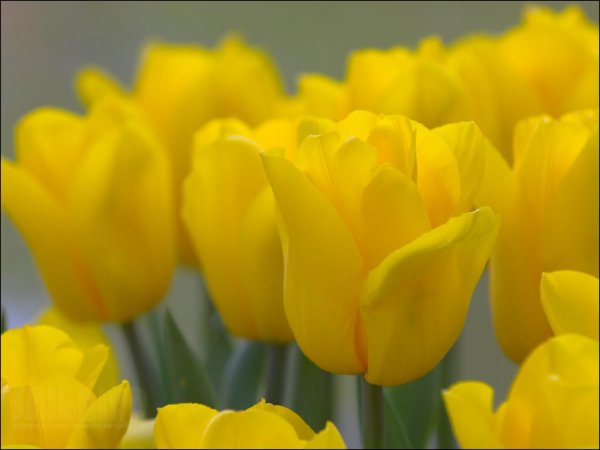 strong gold тюльпан