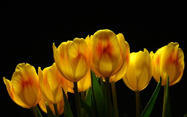 тюльпан красивый