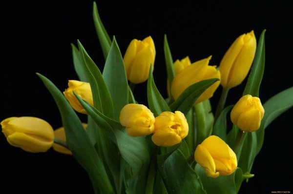 тюльпан йеллоу мастер