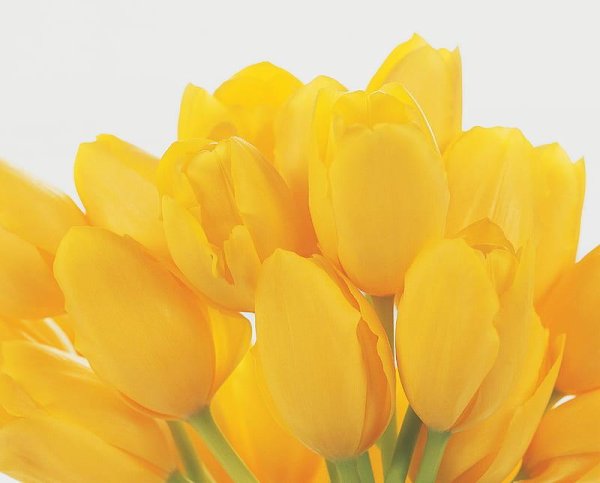 тюльпан желтая роза