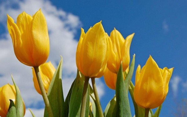 yellow tulip