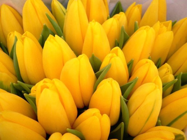 тюльпан rebellious yellow