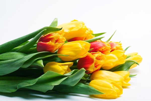 лаймовые тюльпаны