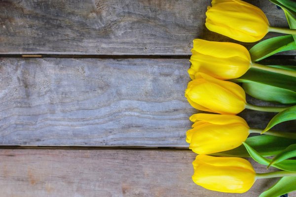 фотофон с тюльпанами