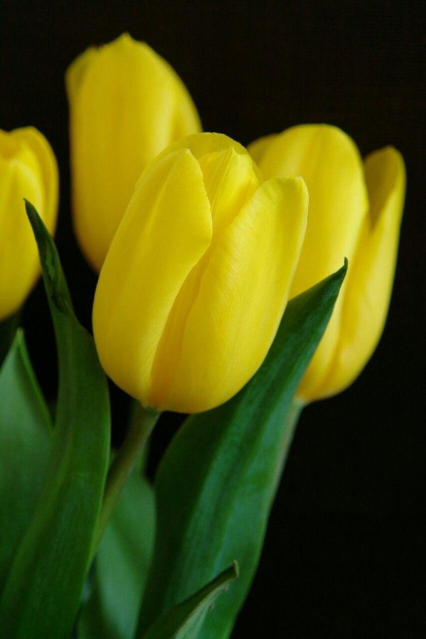 тюльпан желтая роза