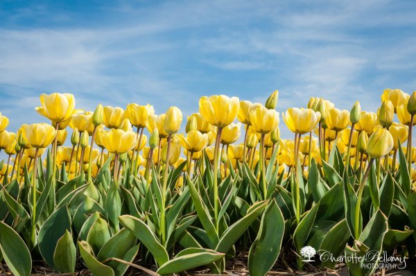 тюльпаны весна