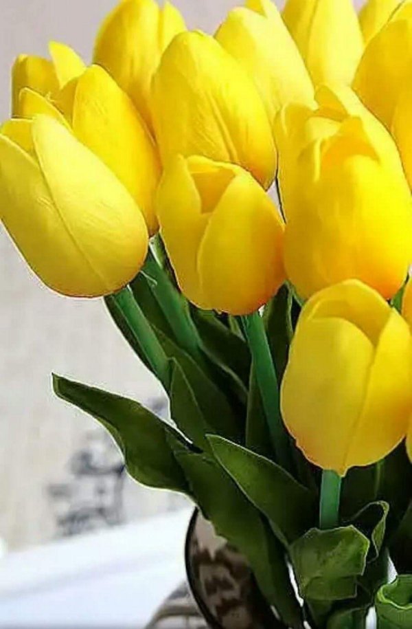 тюльпан йеллоу валерий