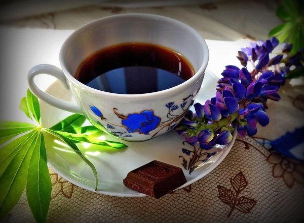 цикорий напиток