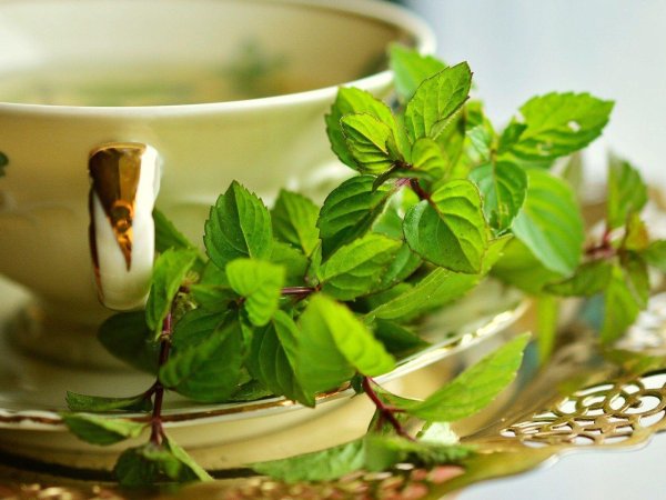 мята перечная