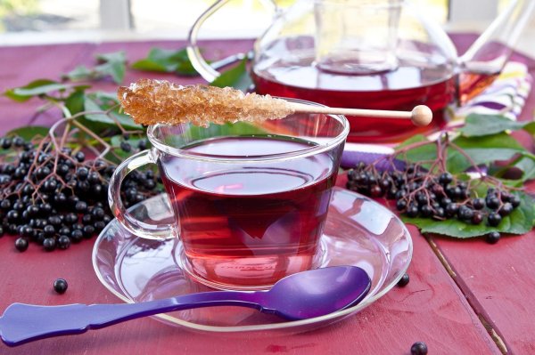 бузина черная