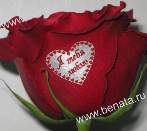 надписи на лепестках роз