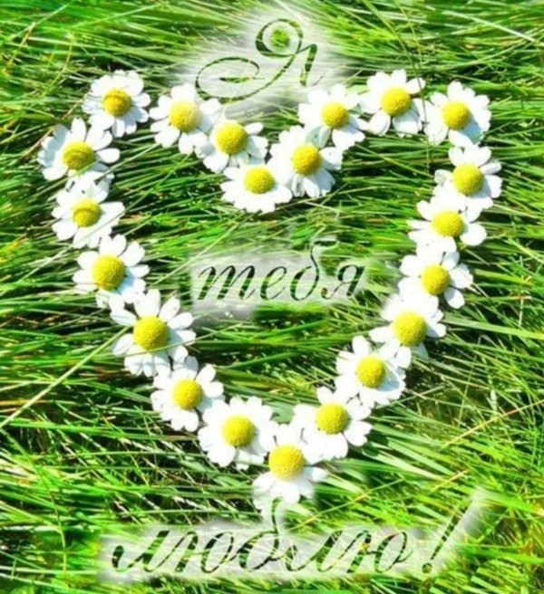 сердечко из ромашек