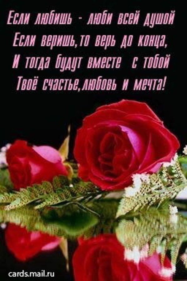 стихи про розу