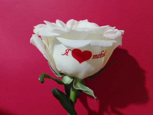 розы с надписью