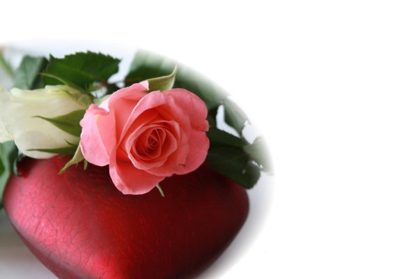 сердце розы