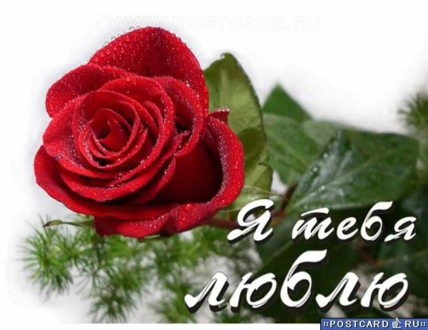 красивые розы с надписью