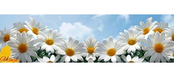 ромашка цветки