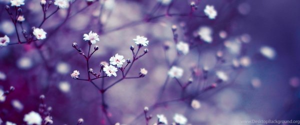 маленькие цветочки