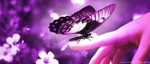 purple butterfly