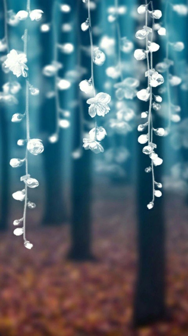 растение красивое