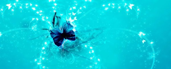 синие бабочки