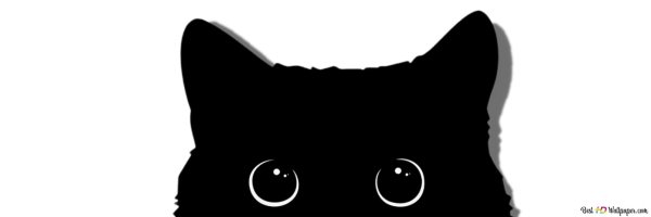 кот выглядывает