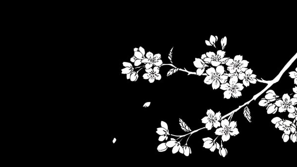 белая сакура