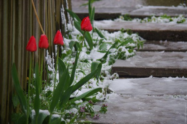 снег весной