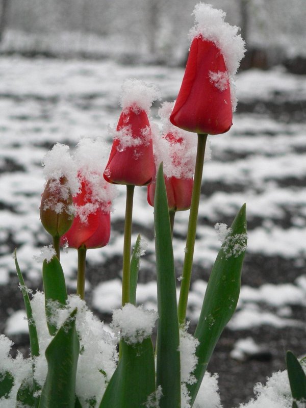 зимние цветы