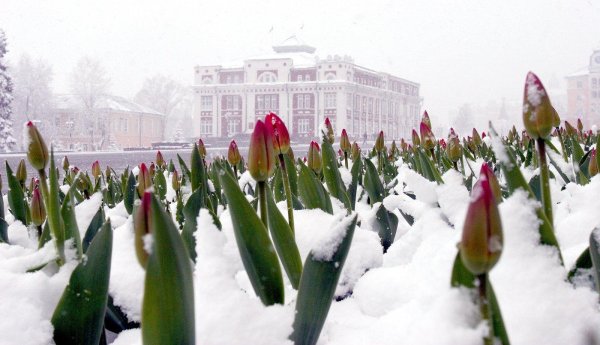 зимние тюльпаны