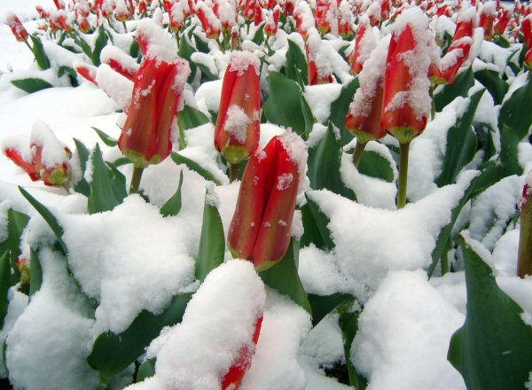 зимние цветы