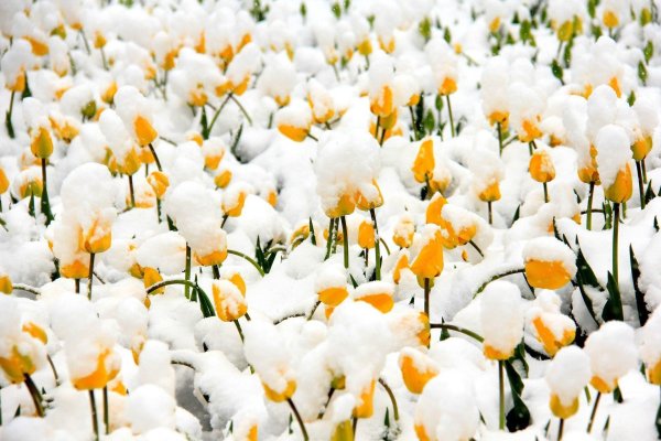 снег весной