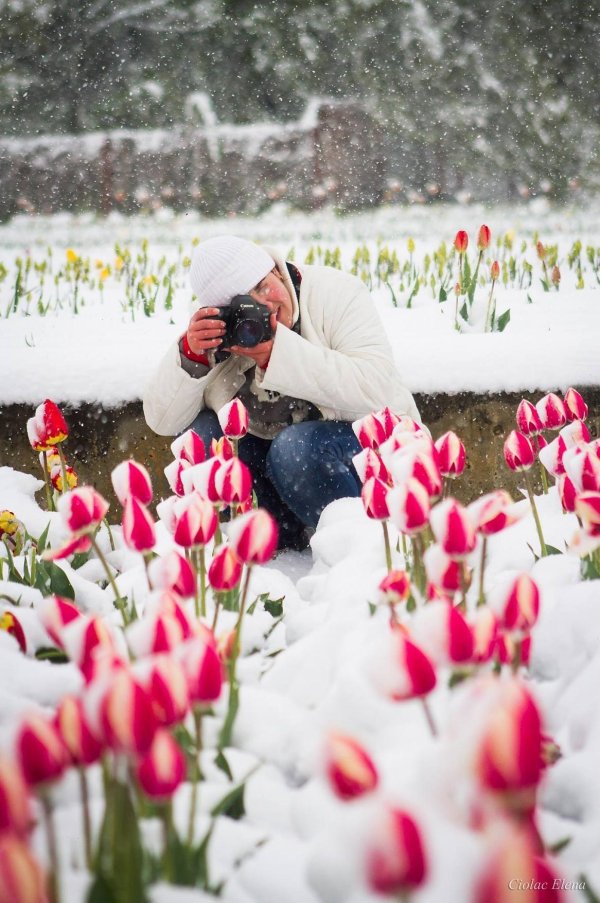 весенние цветы в снегу