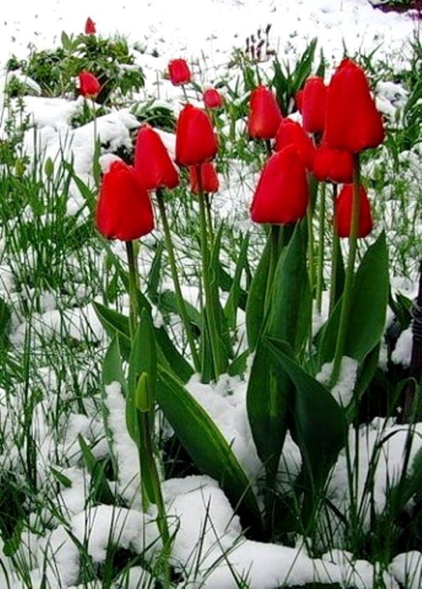 цветок в снегу