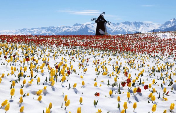 тюльпан в снегу