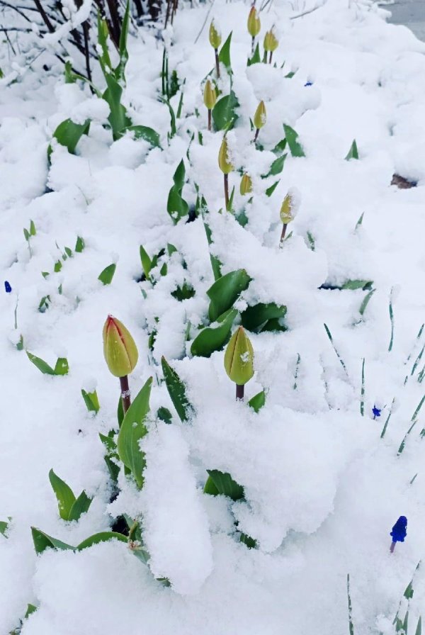 сибирский подснежник в снегу