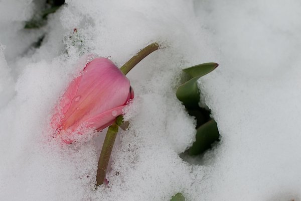 цветы из под снега