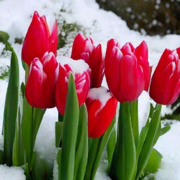 тюльпан в снегу