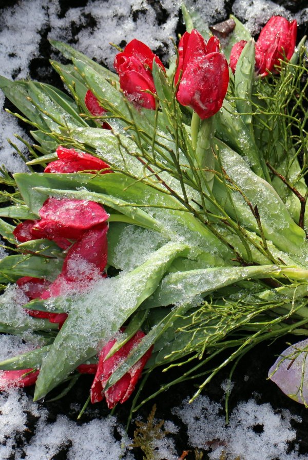 тюльпан в снегу