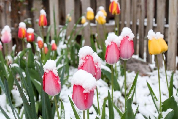 весенний снег