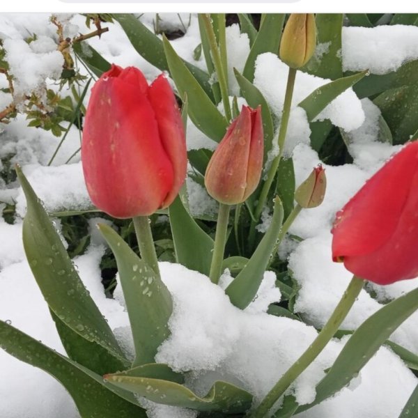 весенний снег