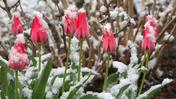 тюльпаны заморозки