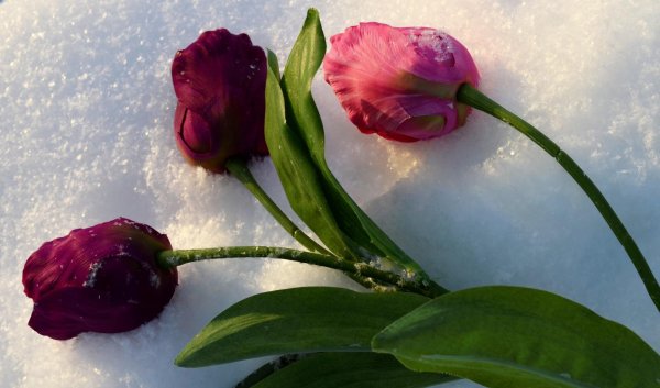 цветок в снегу