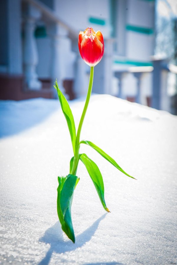 тюльпаны весна