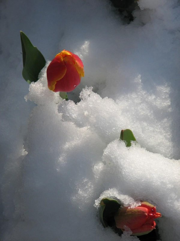цветок под снегом