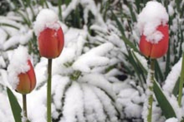 тюльпан в снегу